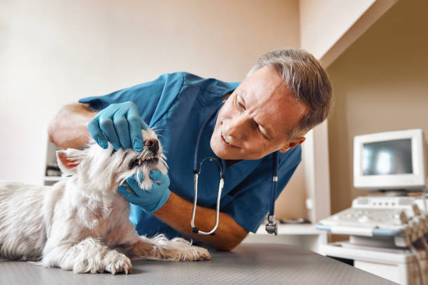 Best 24-Hour Emergency Dentist in Kingwood, WV